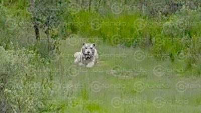 ALERTA MÁXIMA. Tigre de bengala escapó de un refugio y anda suelto esta noche en calles del Edomex.