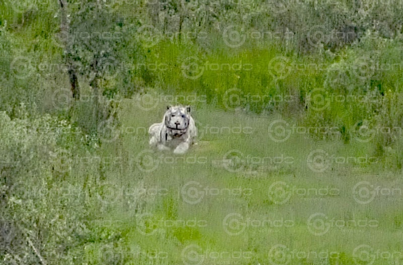ALERTA MÁXIMA. Tigre de bengala escapó de un refugio y anda suelto esta noche en calles del Edomex.