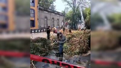 URGENTE: Un enorme árbol cae y deja sin luz ni internet a varios vecinos