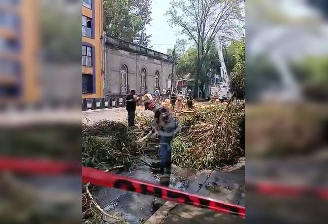 URGENTE: Un enorme árbol cae y deja sin luz ni internet a varios vecinos