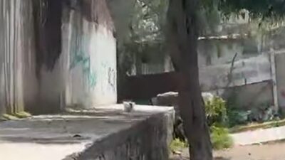 TERRIBLE: Niño de 7 años muere golpeado por su padrastro que huyó
