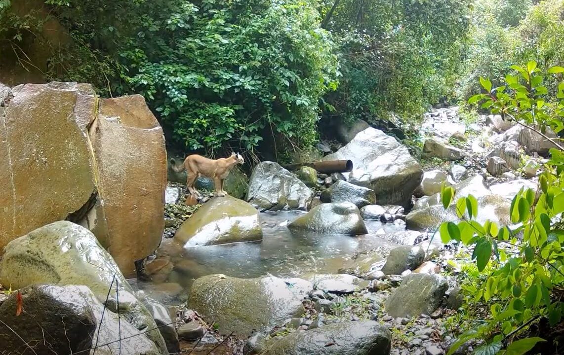 VIDEO: Naturaleza espectacular; captan a mamá puma y su cría en plena libertad