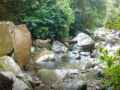 VIDEO: Naturaleza espectacular; captan a mamá puma y su cría en plena libertad