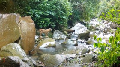 VIDEO: Naturaleza espectacular; captan a mamá puma y su cría en plena libertad