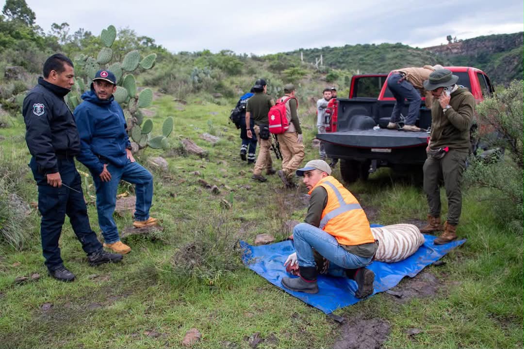 DRAMA: ‘Kenzo’ escapó de un refugio en Edomex y murió cuando lo intentaban rescatar