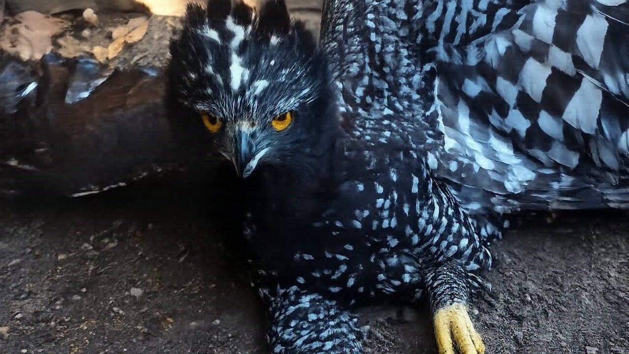 IMPONENTE: Confirman primer avistamiento de águila tirana en esta zona de México