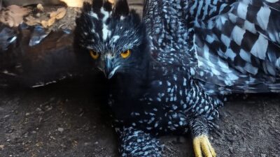 IMPONENTE: Confirman primer avistamiento de águila tirana en esta zona de México