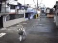 VIDEO: Sujeto con un tubo sigue y ataca sin motivo a un señor trabajador