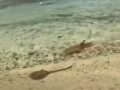 VIDEO: Aterrador y hermoso; tiburones destrozan a mantarraya en segundos en la playa