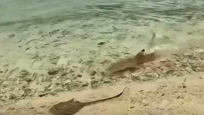 VIDEO: Aterrador y hermoso; tiburones destrozan a mantarraya en segundos en la playa