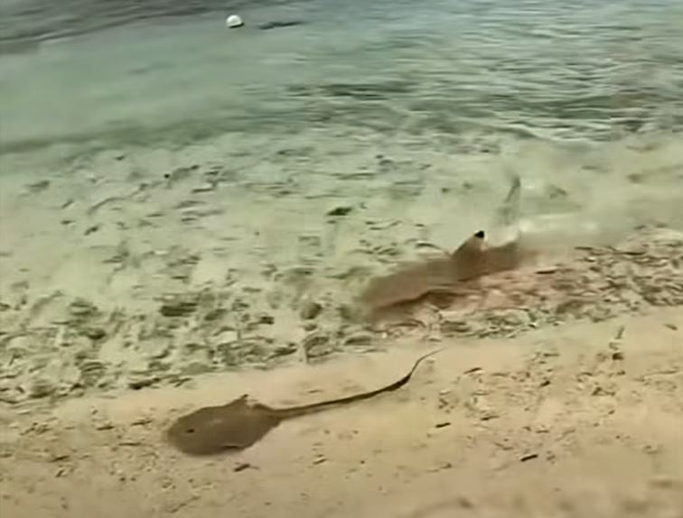 VIDEO: Aterrador y hermoso; tiburones destrozan a mantarraya en segundos en la playa