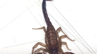 ALERTA: Pequeños de muchas patas llegan ‘de visita’ y vecinos no saben qué hacer con ellos