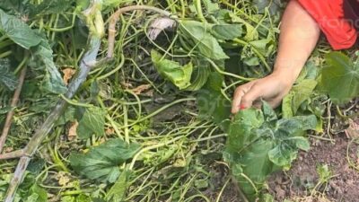 FEMINICIDO #67. Ella usaba playera de una secundaria cuando la mataron en Edomex