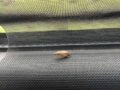 VIDEO. Pasajeros de autobús comparten asientos con una plaga de cucarachas
