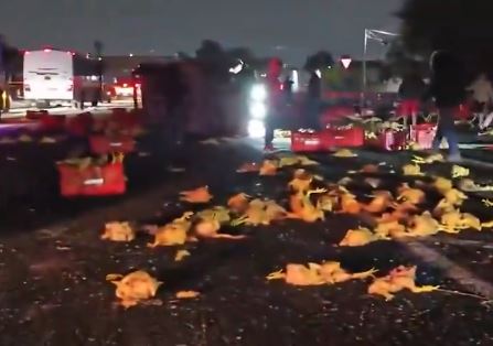 VIDEO: Una camioneta cargada con pollo y otra de queso terminaron volcadas en la autopista