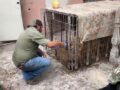 VIDEO: Enorme león es abanadonado en una jaula dentro de una casa