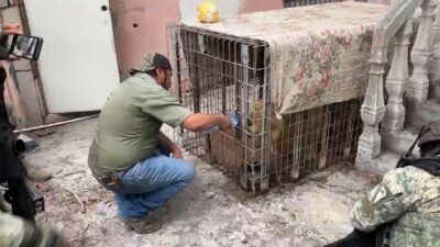 VIDEO: Enorme león es abanadonado en una jaula dentro de una casa