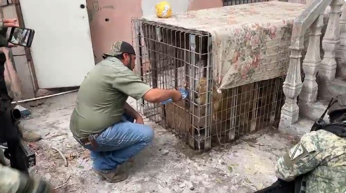 VIDEO: Enorme león es abanadonado en una jaula dentro de una casa