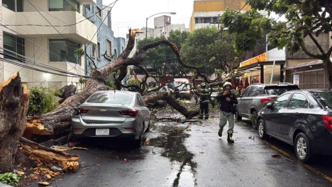 SUSTO: Conductor deja estacionado su auto y después un árbol le cae encima