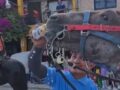 VIDEO: Sujetos dan cerveza a un caballo sediento y se burlan en fiesta de pueblo