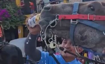 VIDEO: Sujetos dan cerveza a un caballo sediento y se burlan en fiesta de pueblo