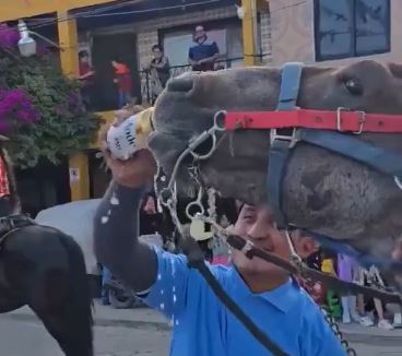 VIDEO: Sujetos dan cerveza a un caballo sediento y se burlan en fiesta de pueblo