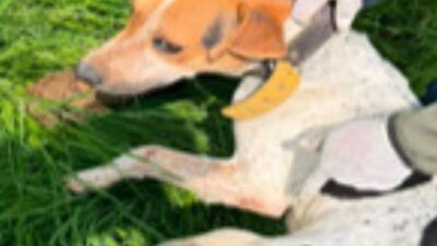 INHUMANO: Muchos perritos y gatos sobrevivían enfermos, amontonados y sin comida en un rancho