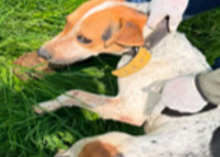 INHUMANO: Muchos perritos y gatos sobrevivían enfermos, amontonados y sin comida en un rancho