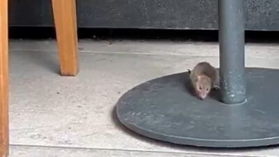 VIDEO: ‘¿A nombre de quién?’; Starbucks ofrece café caro y ratones en la mesa