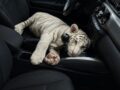 VIDEO: Sujeto llevaba en su carro a una cachorra de tigre de bengala blanco