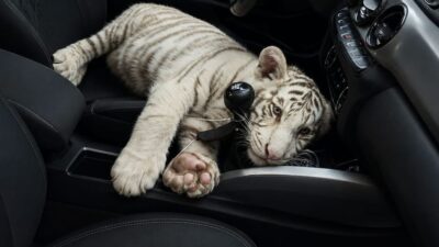 VIDEO: Sujeto llevaba en su carro a una cachorra de tigre de bengala blanco