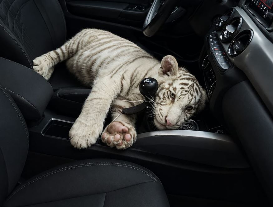 VIDEO: Sujeto llevaba en su carro a una cachorra de tigre de bengala blanco