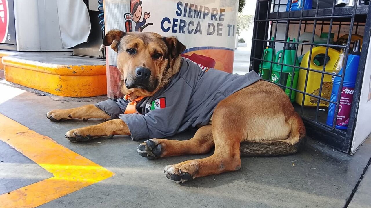 DOLOR: ‘Solovino’ se ganó los corazones de clientes y despachadores, pero un conductor lo mató