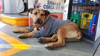 DOLOR: ‘Solovino’ se ganó los corazones de clientes y despachadores, pero un conductor lo mató