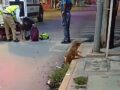 VIDEO. Perrito arrollado por un motociclista se retuerce de dolor y lo abandonan a su suerte