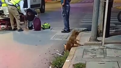 VIDEO. Perrito arrollado por un motociclista se retuerce de dolor y lo abandonan a su suerte