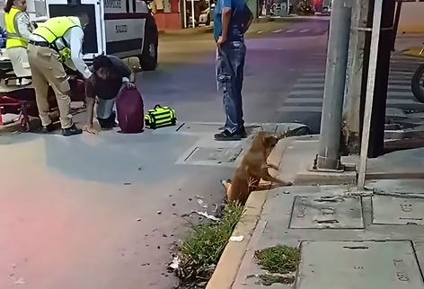 VIDEO. Perrito arrollado por un motociclista se retuerce de dolor y lo abandonan a su suerte