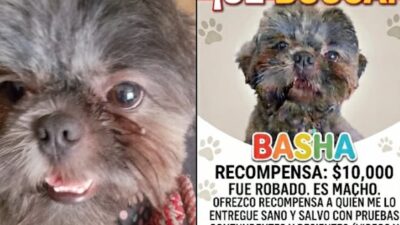 VIDEO. Delincuente roba perro de raza en un mercado; ofrecen recompensa para recuperarlo