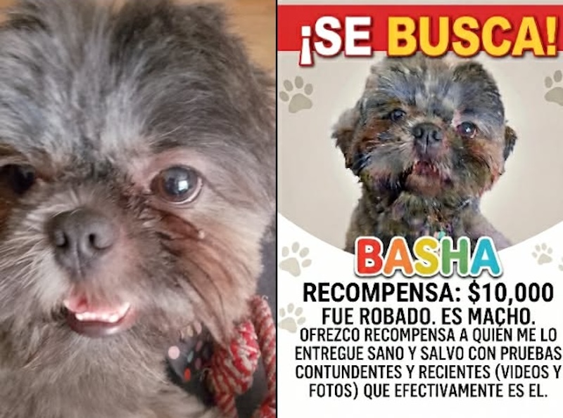 VIDEO. Delincuente roba perro de raza en un mercado; ofrecen recompensa para recuperarlo