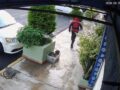 VIDEO: Sujeto vestido de Spider-Man abandona a seis cachorritos en la calle