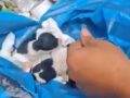 VIDEO. Rescatan a cachorritos antes de que el camión de basura los compactara