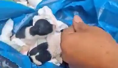 VIDEO. Rescatan a cachorritos antes de que el camión de basura los compactara