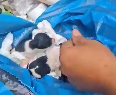 VIDEO. Rescatan a cachorritos antes de que el camión de basura los compactara