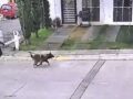 VIDEO. Director del IMSS usa a su pastor alemán para atacar a perritos callejeros