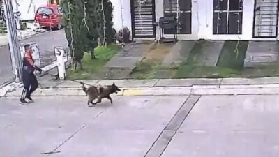 VIDEO. Director del IMSS usa a su pastor alemán para atacar a perritos callejeros