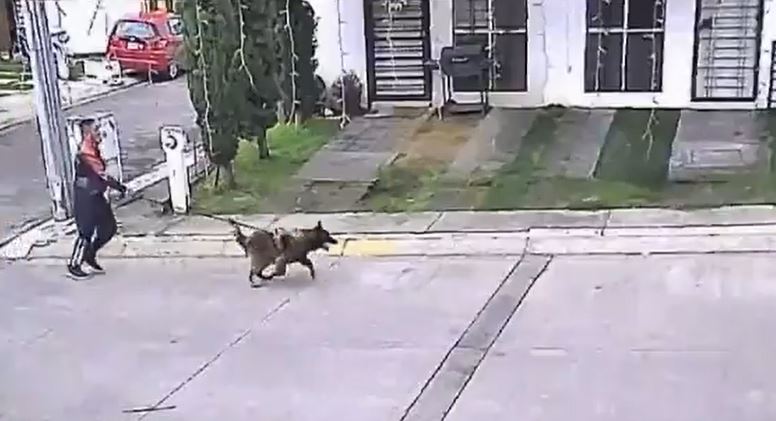 VIDEO. Director del IMSS usa a su pastor alemán para atacar a perritos callejeros