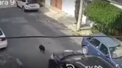 VIDEO: Conductor le pasa por encima a un perrito a propósito en Edomex