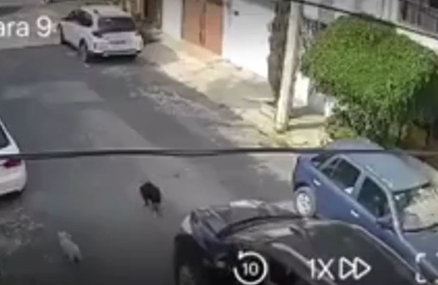 VIDEO: Conductor le pasa por encima a un perrito a propósito en Edomex