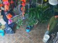 VIDEO: Falso cliente roba una tortuguita y se la lleva en el bolsillo