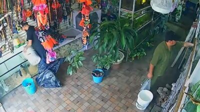 VIDEO: Falso cliente roba una tortuguita y se la lleva en el bolsillo